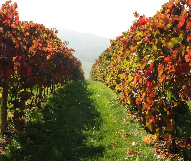 Pianderna Agriwellness